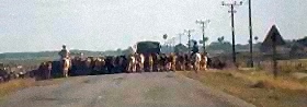 Cattle Blocking Road in Camaguey, Cuba